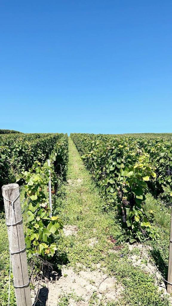 Gîte familial dans le vignoble champenois 8