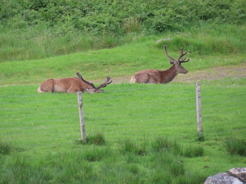 deux animaux posant dans un champ derrière une clôture dans l'établissement Camping Montard, à Lamongerie