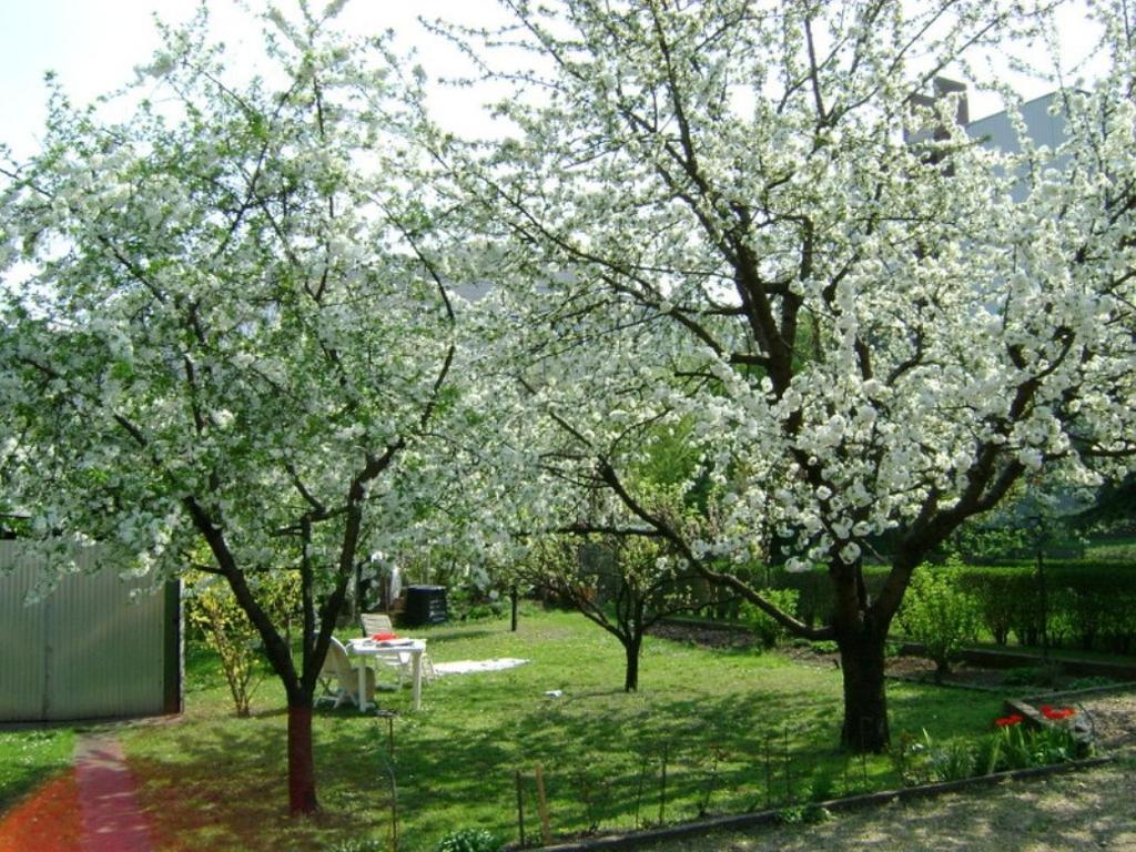 Haus in Budapest mit Garten 8
