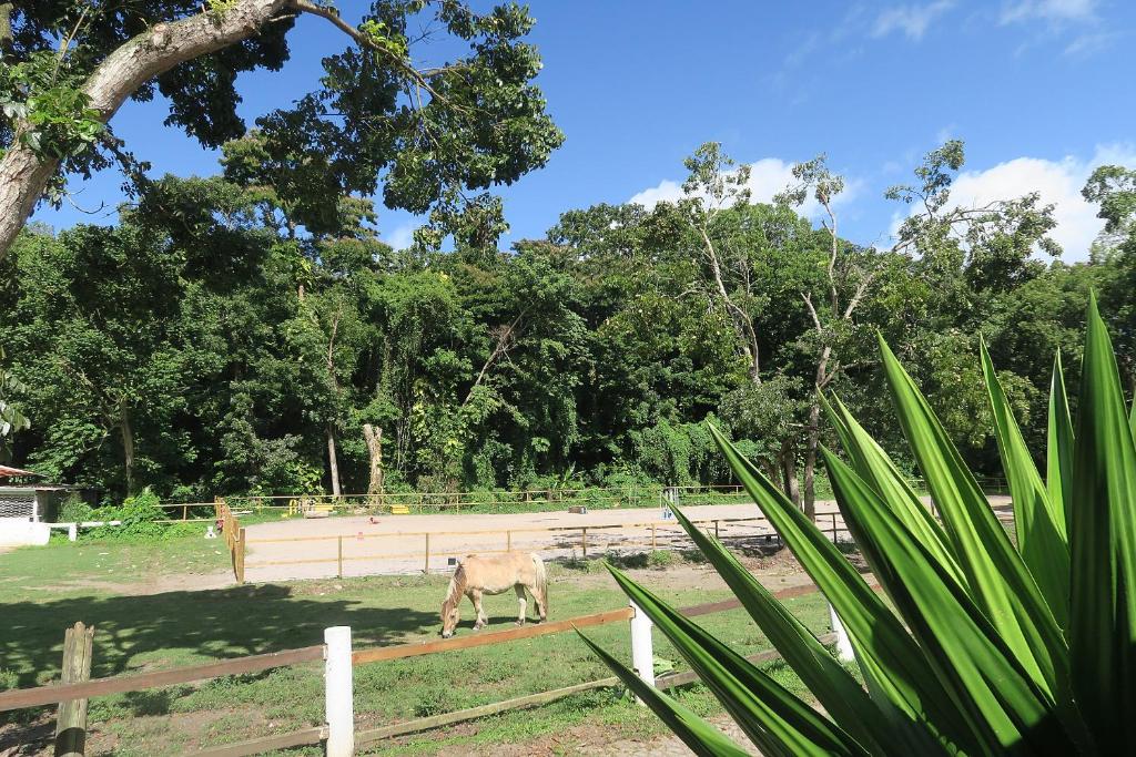 Ranch Black Horse 7