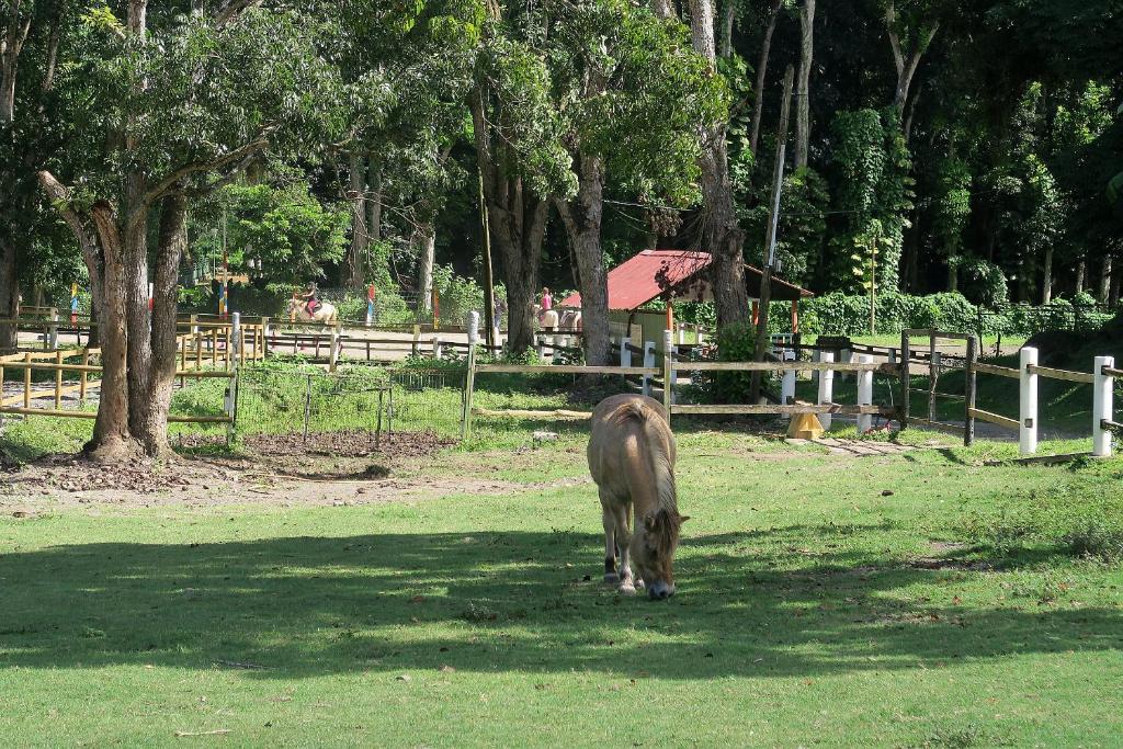 Ranch Black Horse 8