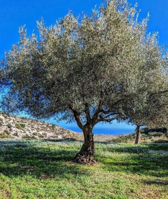 un arbre au milieu d'un champ dans l'établissement Cottage Sant Elia - Country Retreat, à Noto