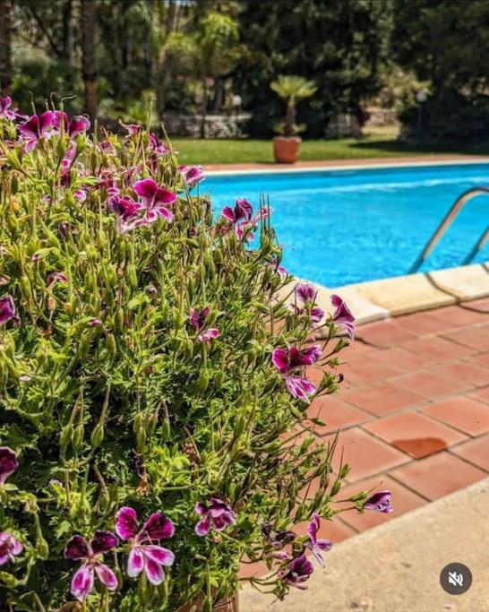 un bush avec des fleurs violettes à côté d'une piscine dans l'établissement Cottage Sant Elia - Country Retreat, à Noto