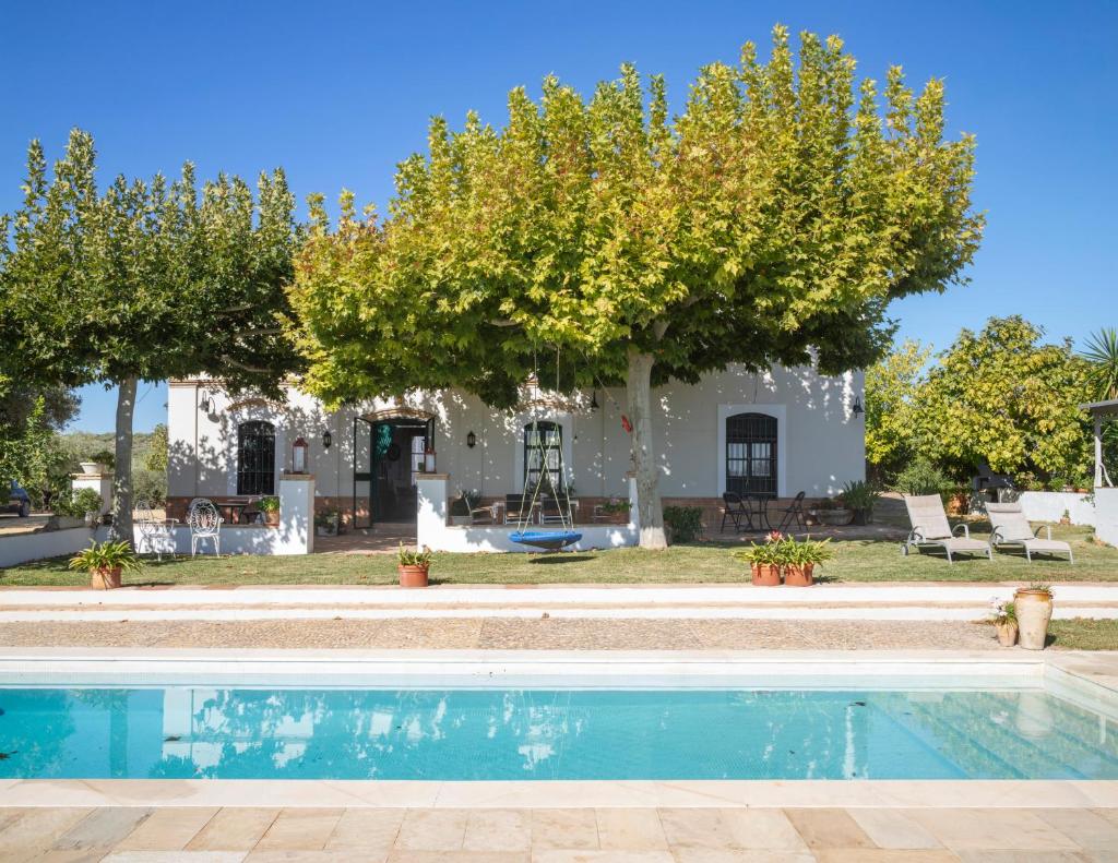 Finca Olivo Llorón 8