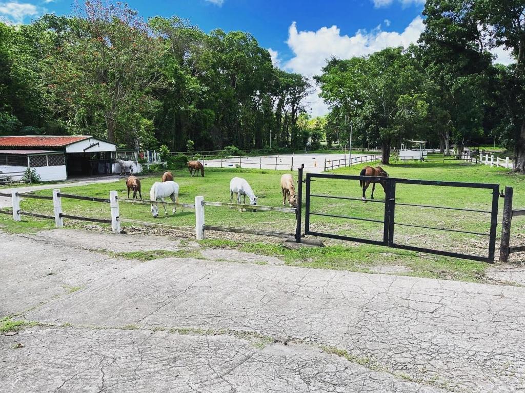 Ranch Black Horse 7