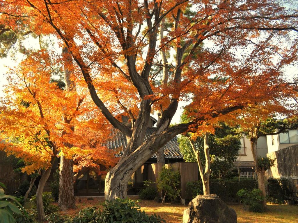 un arbre à feuilles d'orange devant une maison dans l'établissement Machi no Odoriba, à Kanazawa