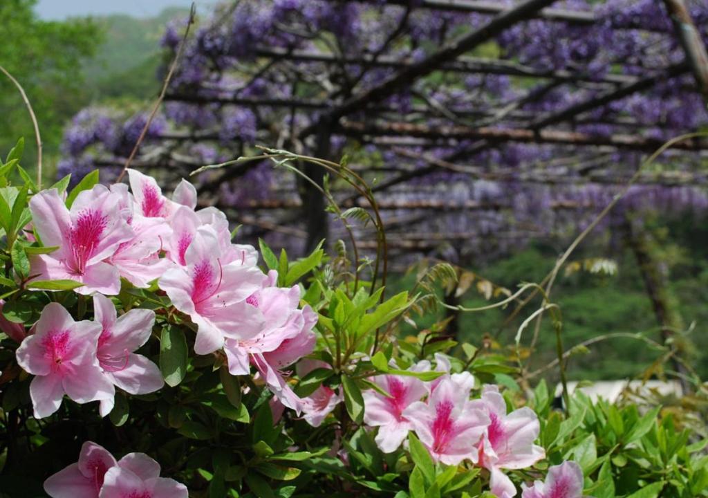 Une bande de fleurs roses devant un bâtiment dans l'établissement Okudogo Ichiyunomori, à Matsuyama 37 autres photos