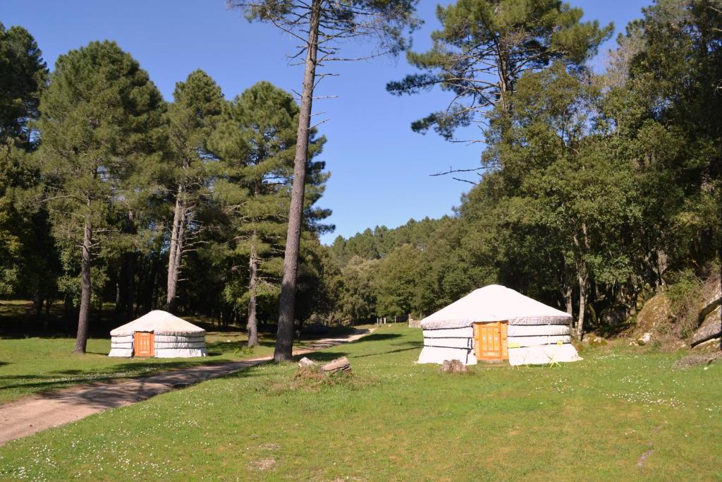 2 yourtes dans un champ arboré dans l'établissement Yourtes Corse Le pré aux biches, à Zonza