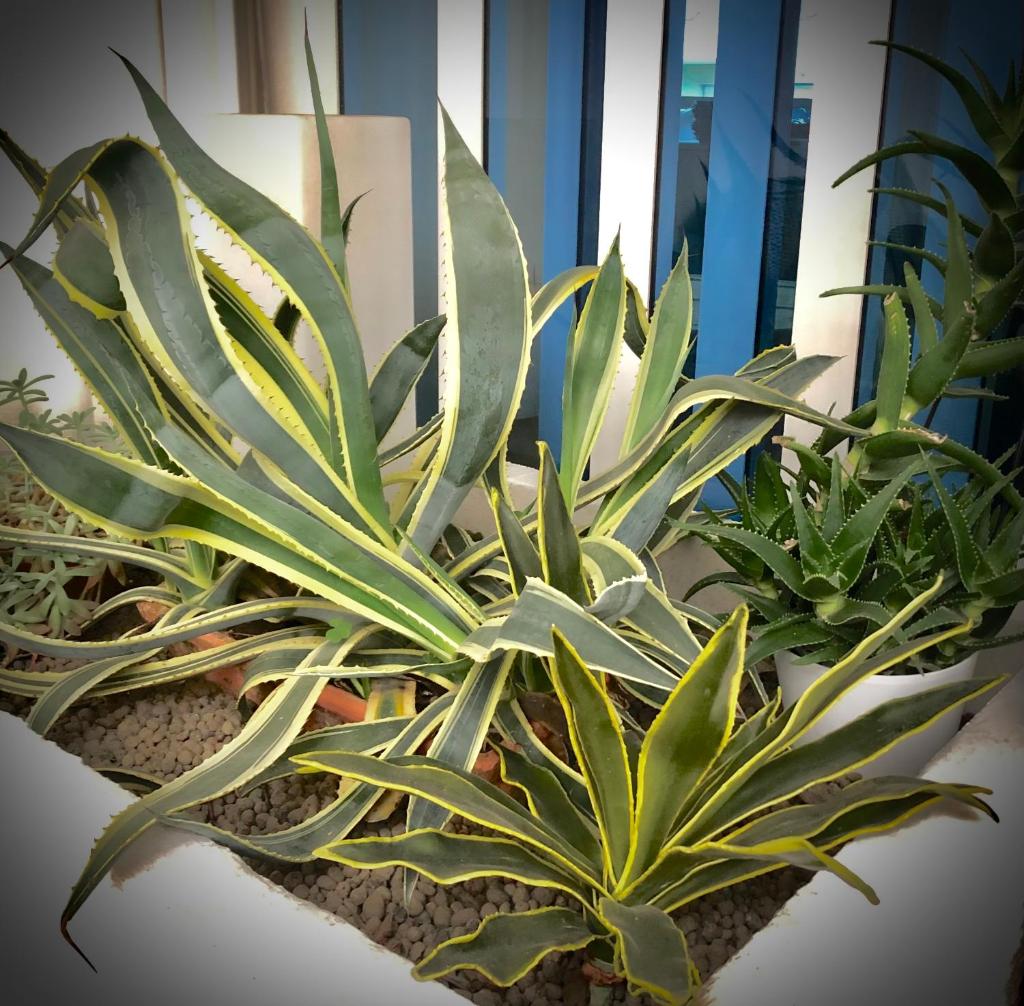 un groupe de plantes assis sur une table dans l'établissement Hotel La Parigina, à Lignano Sabbiadoro
