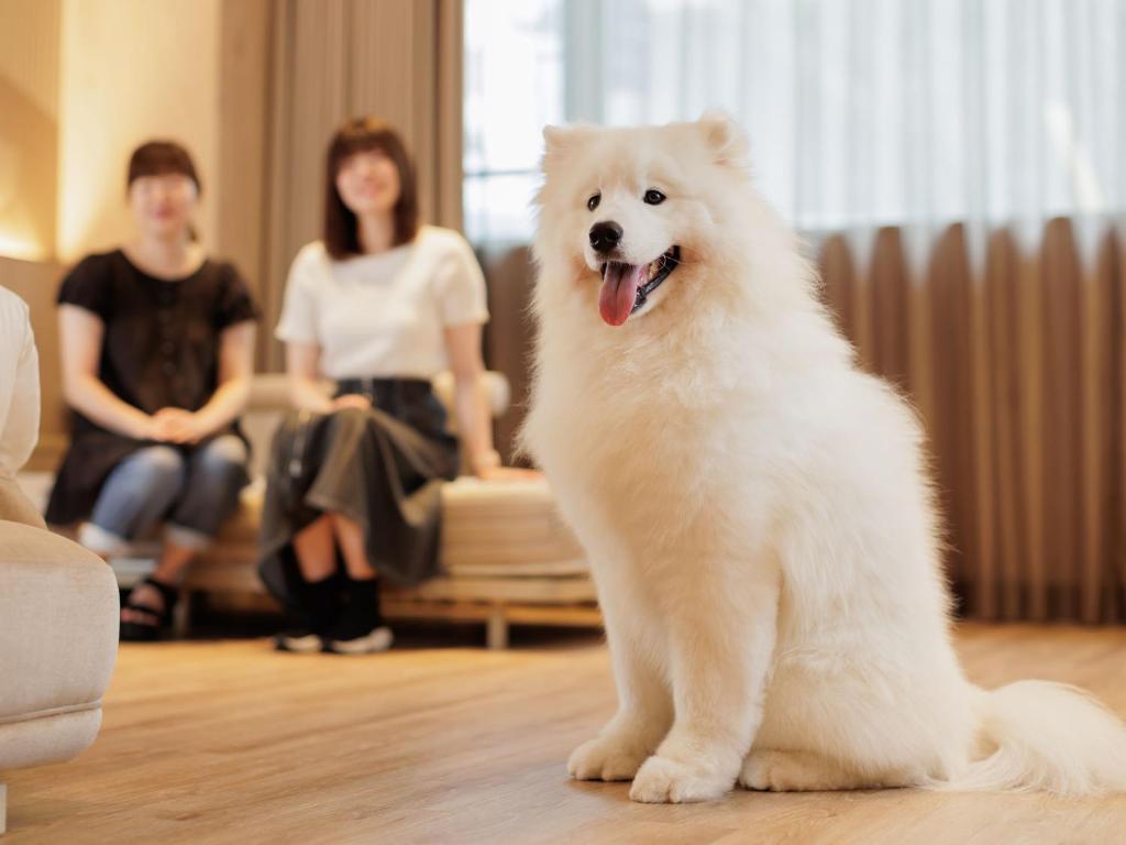 - un chien blanc assis dans un salon pour 2 personnes dans l'établissement Kamenoi Hotel Tsukubasan, à Tsukuba