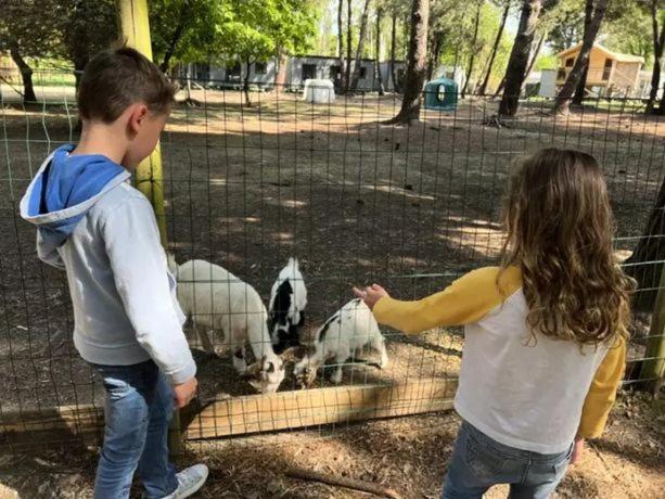 Photo de la galerie de l'établissement Mobil home 6 personnes, à Carnac