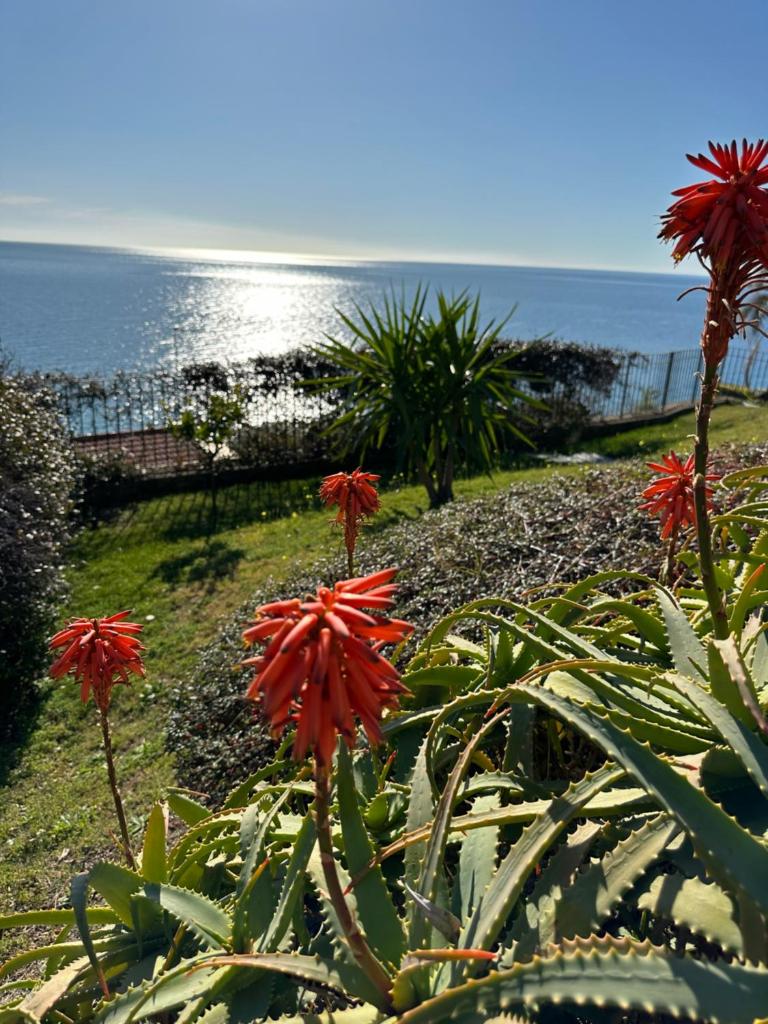 une plante à fleurs rouges devant l'océan dans l'établissement Il Villino ai Tre Ponti, à Sanremo 36 autres photos