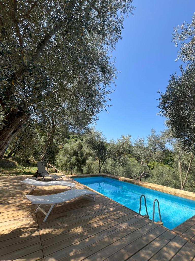 - une piscine avec 2 chaises longues à côté d'un arbre dans l'établissement Podere Il Piantoneto, à Stiava