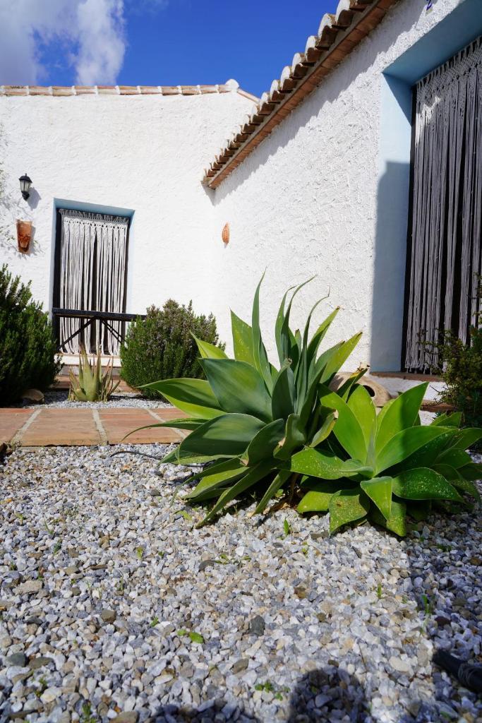 Cortijo Lagar de Luisa 7