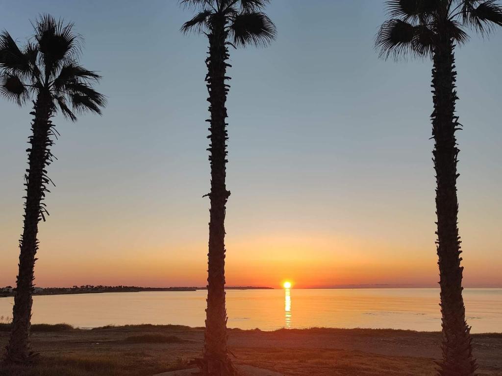 Palm garden paradise 1