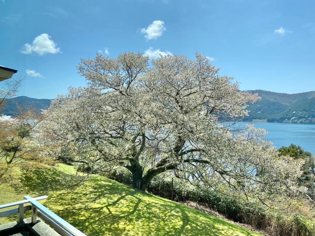 un arbre sur une colline à côté d'une clôture dans l'établissement Ryuguden, à Hakone