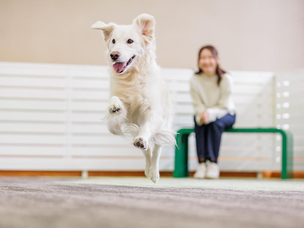 un chien sautant devant une femme assise sur un banc dans l'établissement KAMENOI HOTEL SHIOBARA Dog Friendly Hotel, à Nasushiobara