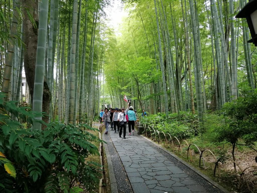 un groupe de personnes se promenant sur un sentier dans une forêt de bambous dans l'établissement Hamayuu, à Higashiizu