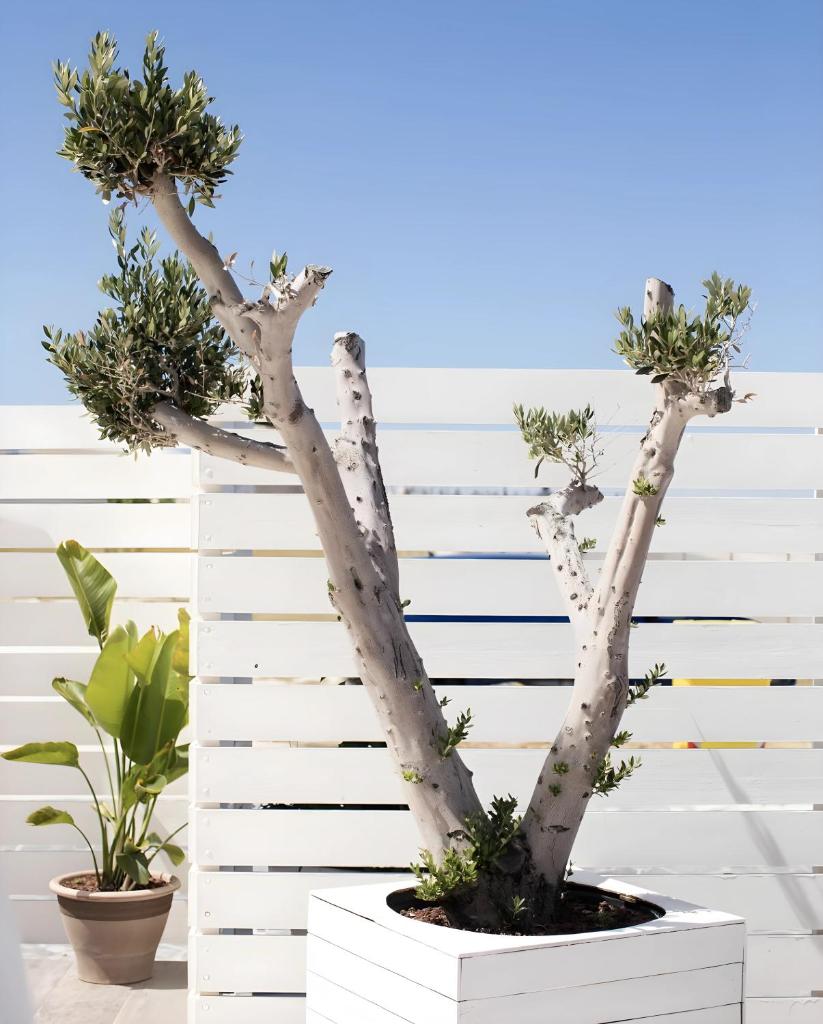 deux arbres dans un pot blanc devant une clôture blanche dans l'établissement HOTIDAY Vieste Lungomare, à Vieste