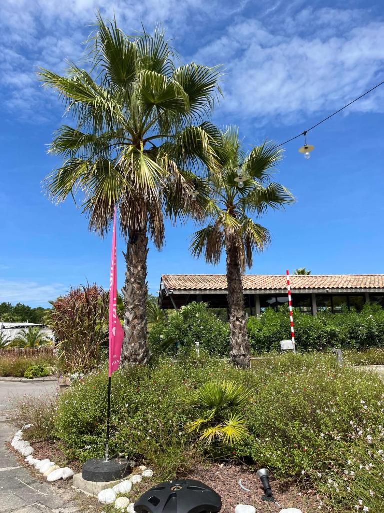 deux palmiers devant une maison avec un drapeau dans l'établissement CHEZ Soso et Jean-Mi, à Lège-Cap-Ferret
