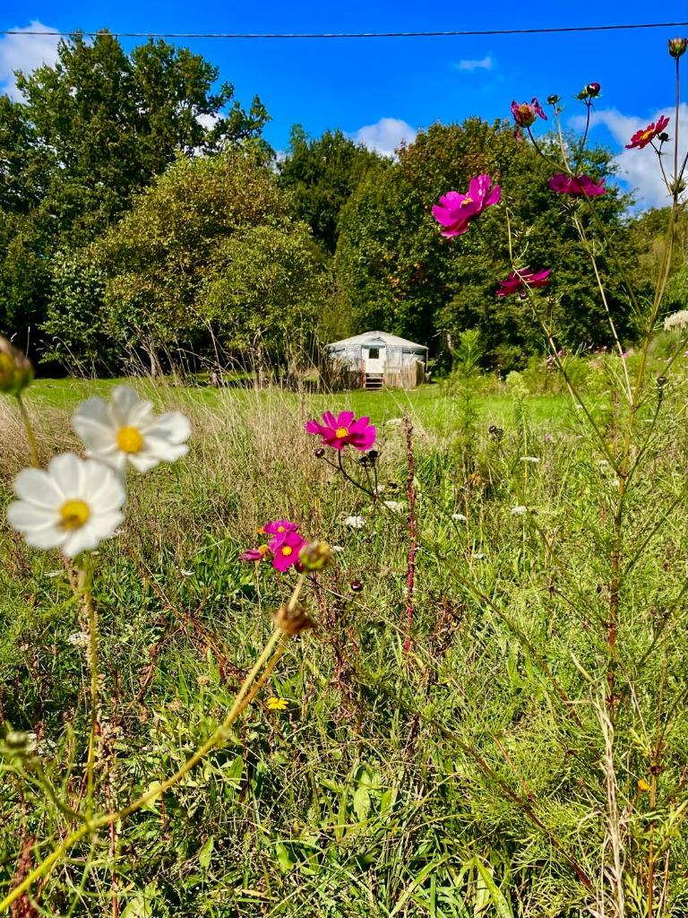un champ avec des fleurs roses et blanches dans l'herbe dans l'établissement YURT in beautiful nature with a lot of privacy, à Troche 1 autre photo
