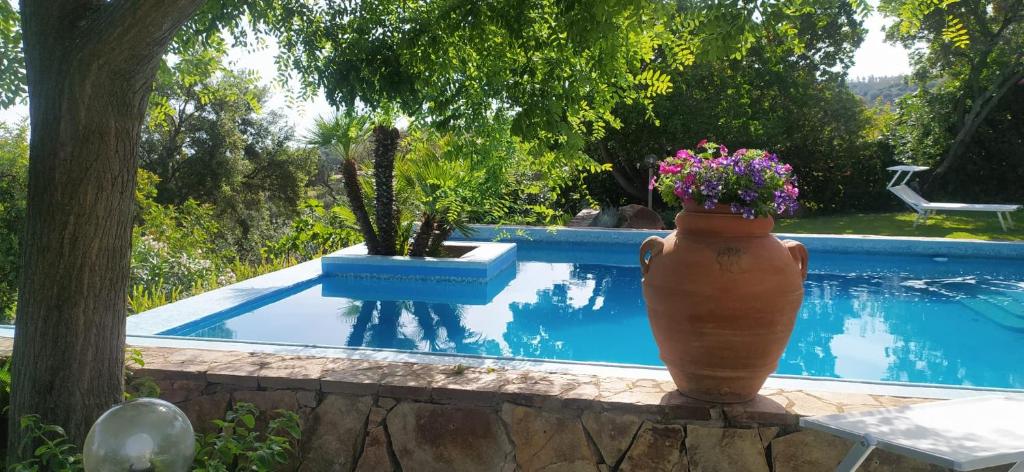 un vase avec des fleurs assis à côté d'une piscine dans l'établissement GreenVilla, à La Caletta