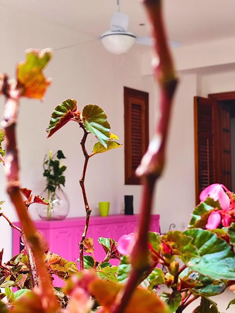 A Casa da Mammi 1