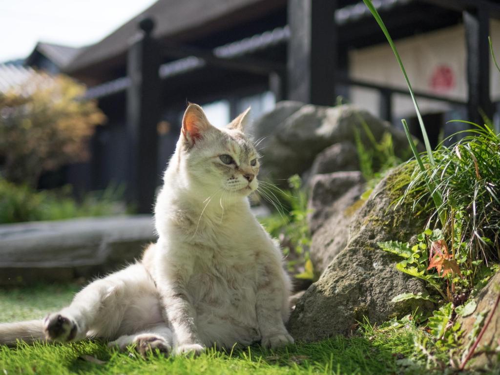 un chat assis dans l'herbe à côté d'un rocher dans l'établissement Yufuin Lamp no Yado, à Yufu