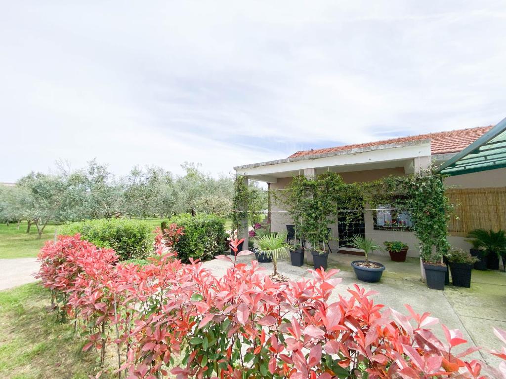 Olive apartment 6