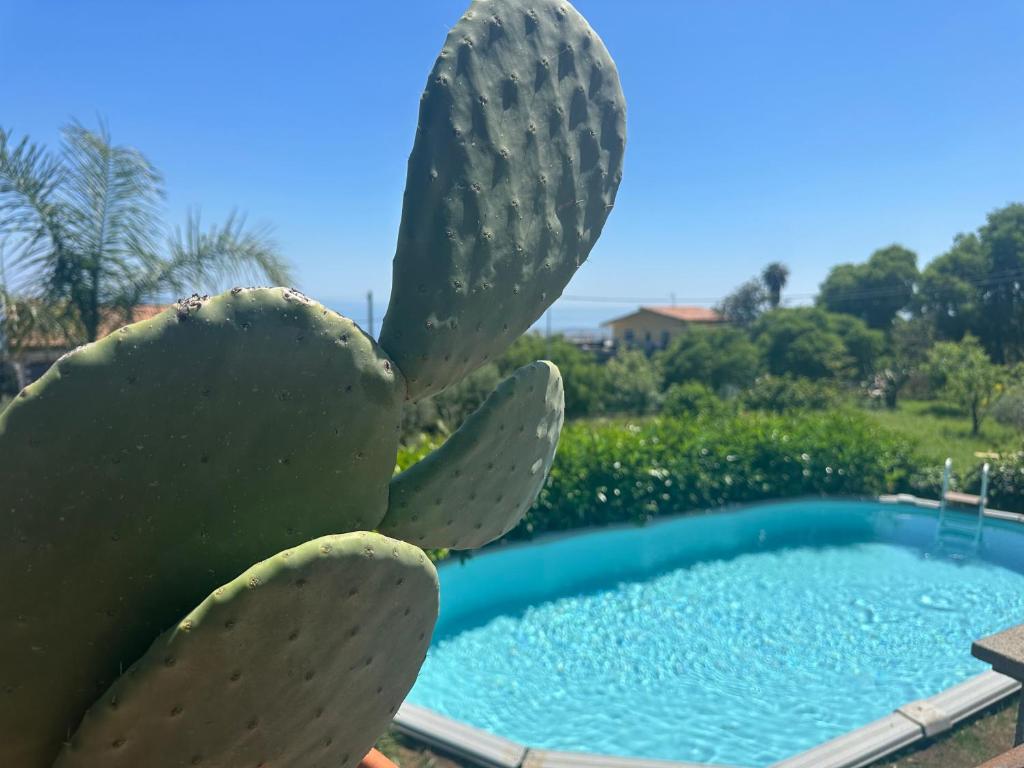 un cactus assis à côté d'une piscine dans l'établissement Casa Verde Ulivo, à Montargano