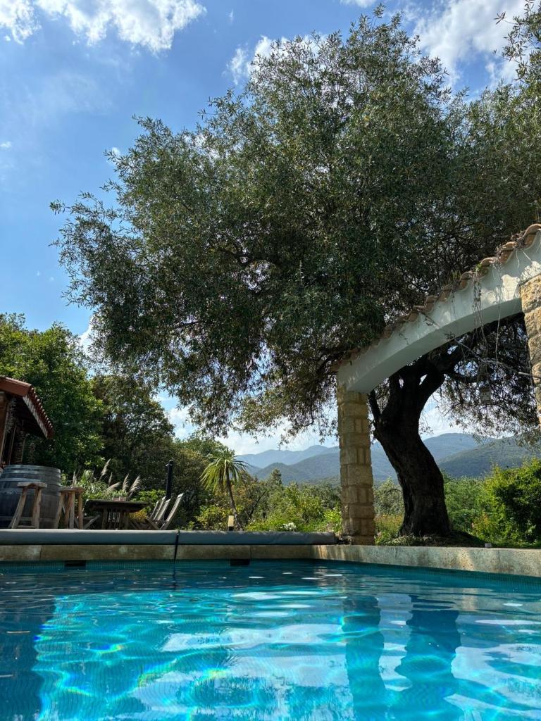 une piscine avec un arbre en arrière-plan dans l'établissement glamping Bonheur, à Arles-sur-Tech 5 autres photos