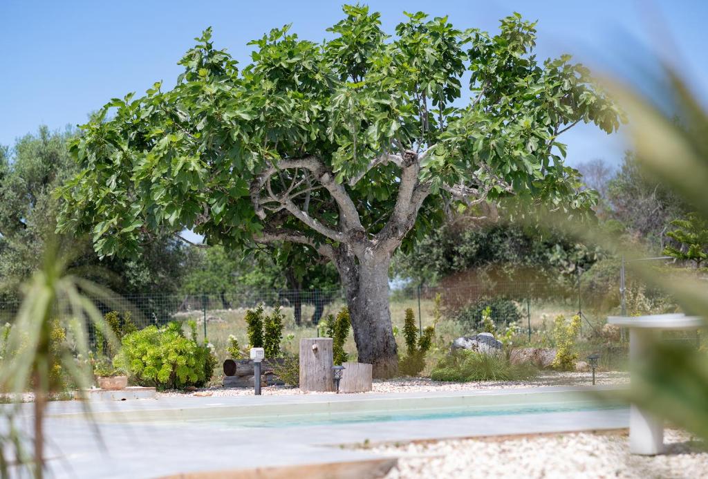 un arbre au milieu d'un jardin dans l'établissement Villa Myricae by Bianco Puglia Vacanze, à San Vito dei Normanni