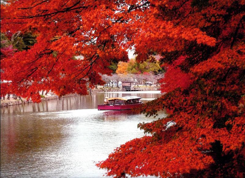 un bateau sur une rivière avec des arbres rouges dans l'établissement Tobaya Ryokan, à Hikone