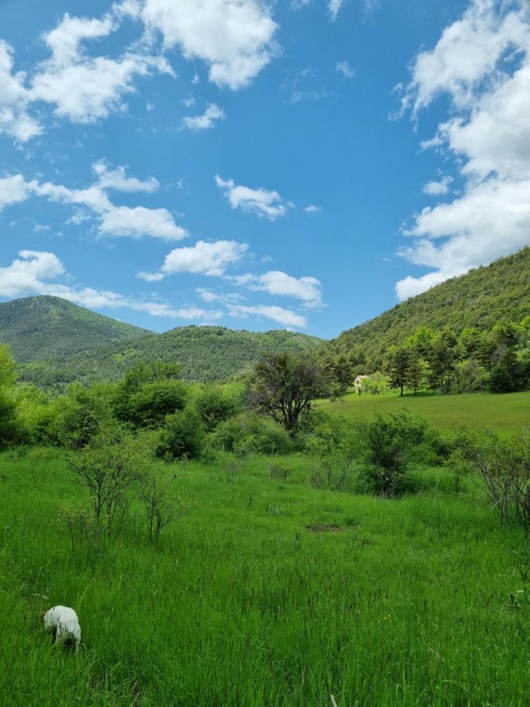 un pâturage ovin dans un champ d’herbe verte dans l'établissement Roulotte du domaine de la Graou, à La Palud-sur-Verdon