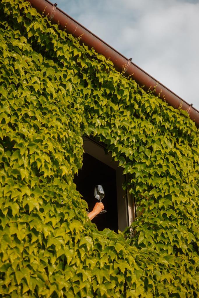 une personne sortant la tête d'un bâtiment recouvert de lierre dans l'établissement Podere la Piscina acqua calda RestArt, à San Casciano dei Bagni 55 autres photos