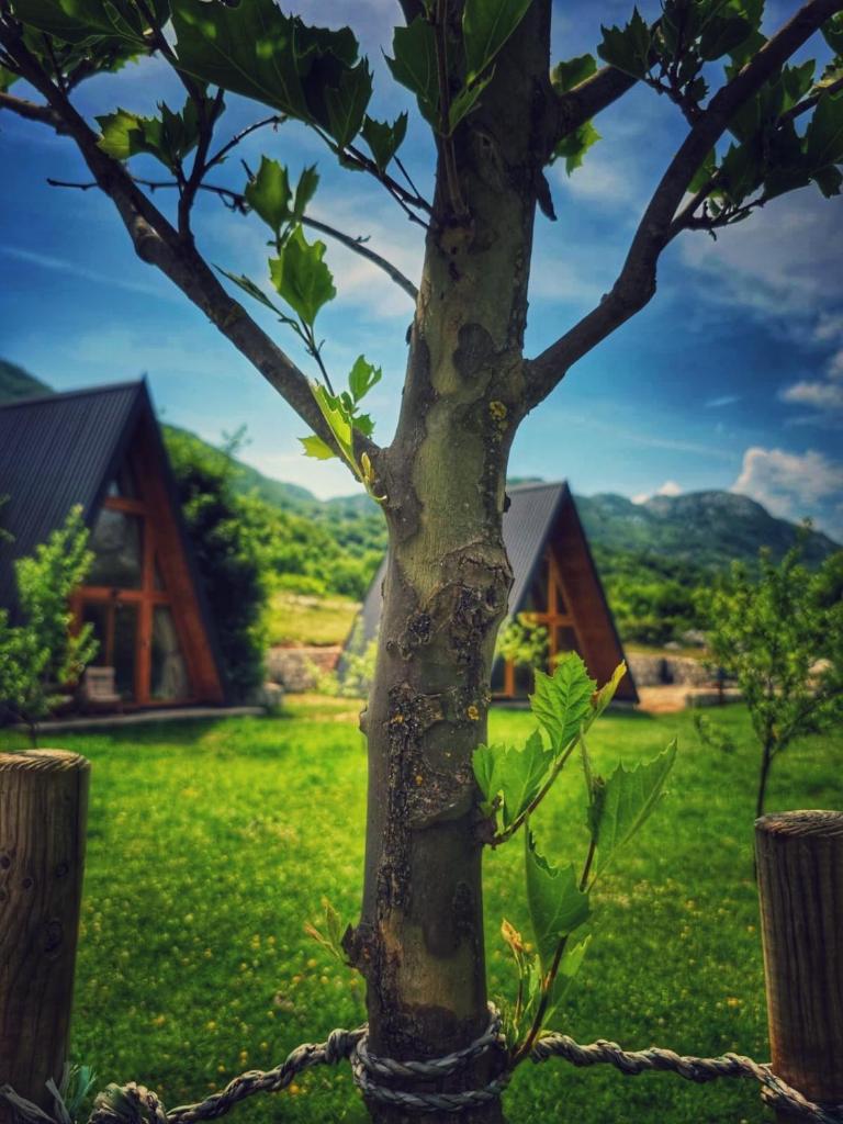 Albero Casa 7