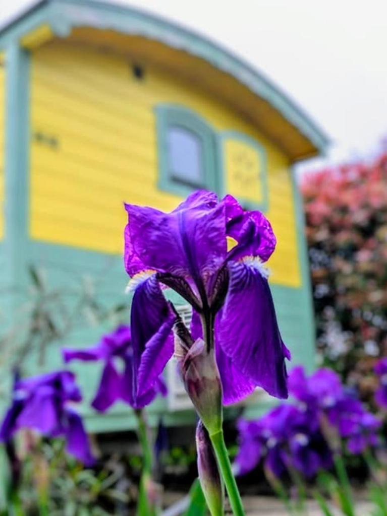 une fleur violette devant une maison dans l'établissement Roulotte de la Villa Font Vive - Tout équipée, tout confort, situation idéale Sud Ardèche, à Grospierres