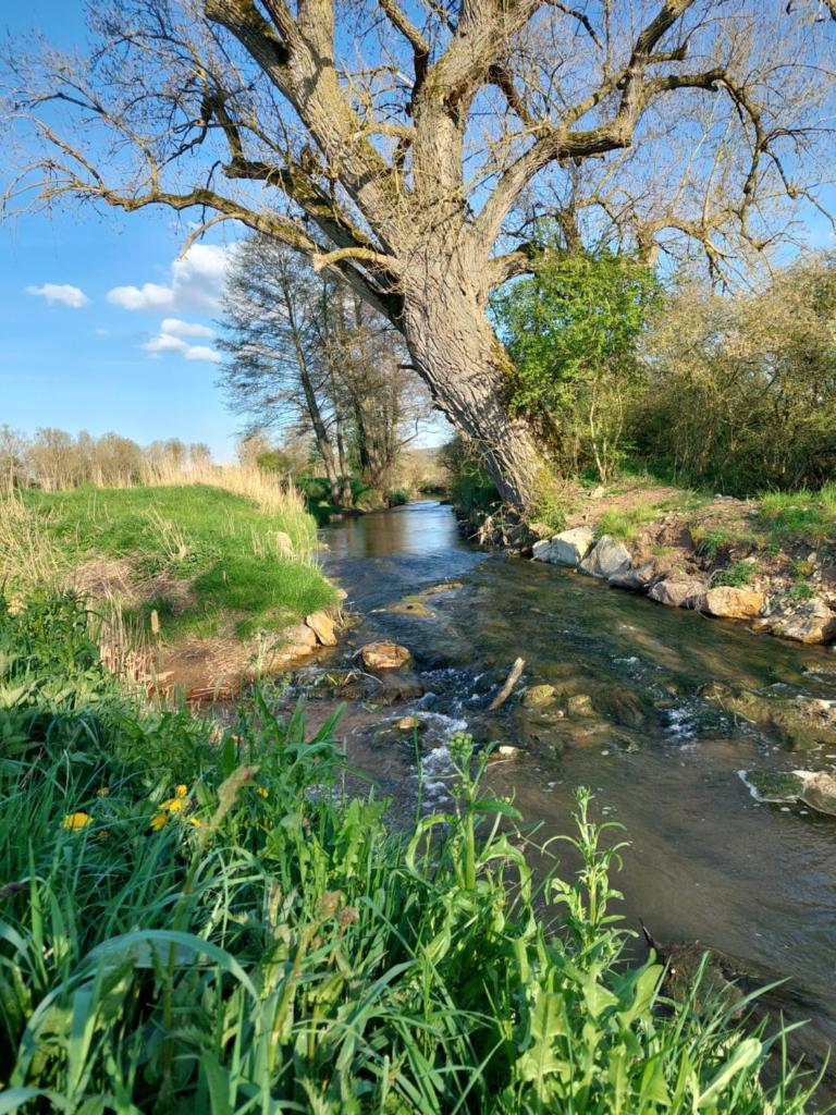 Le grain de sel 5
