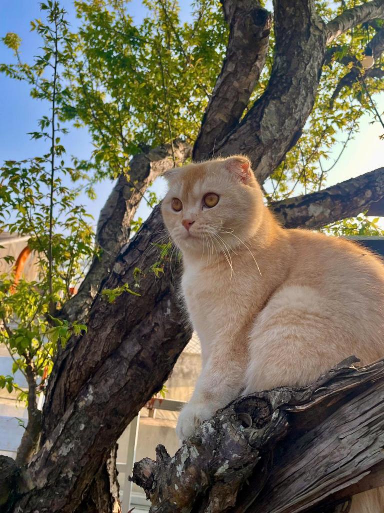 Retro House Mộc Châu