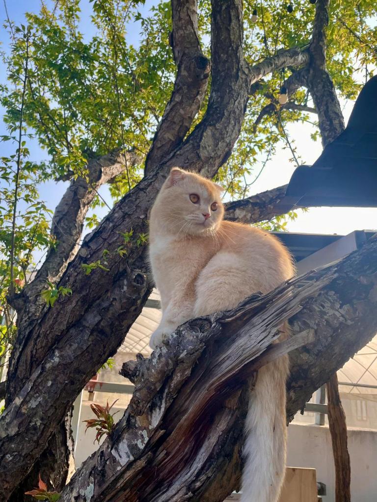 Retro House Mộc Châu