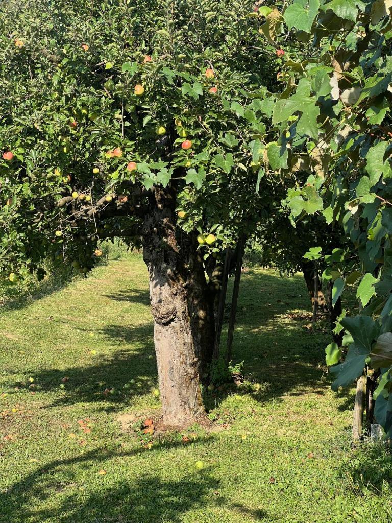 Maria's Orchard Cottage - Nature Retreat in Slovenia 2