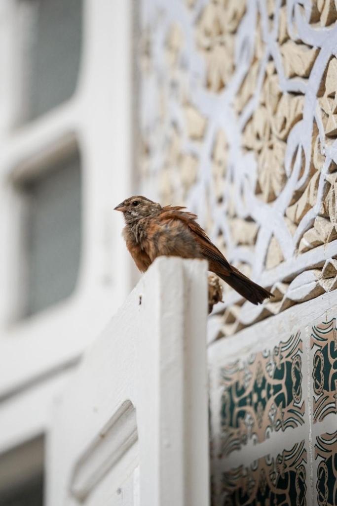 un petit oiseau assis sur une clôture blanche dans l'établissement Riad Blue Garden, à Rabat