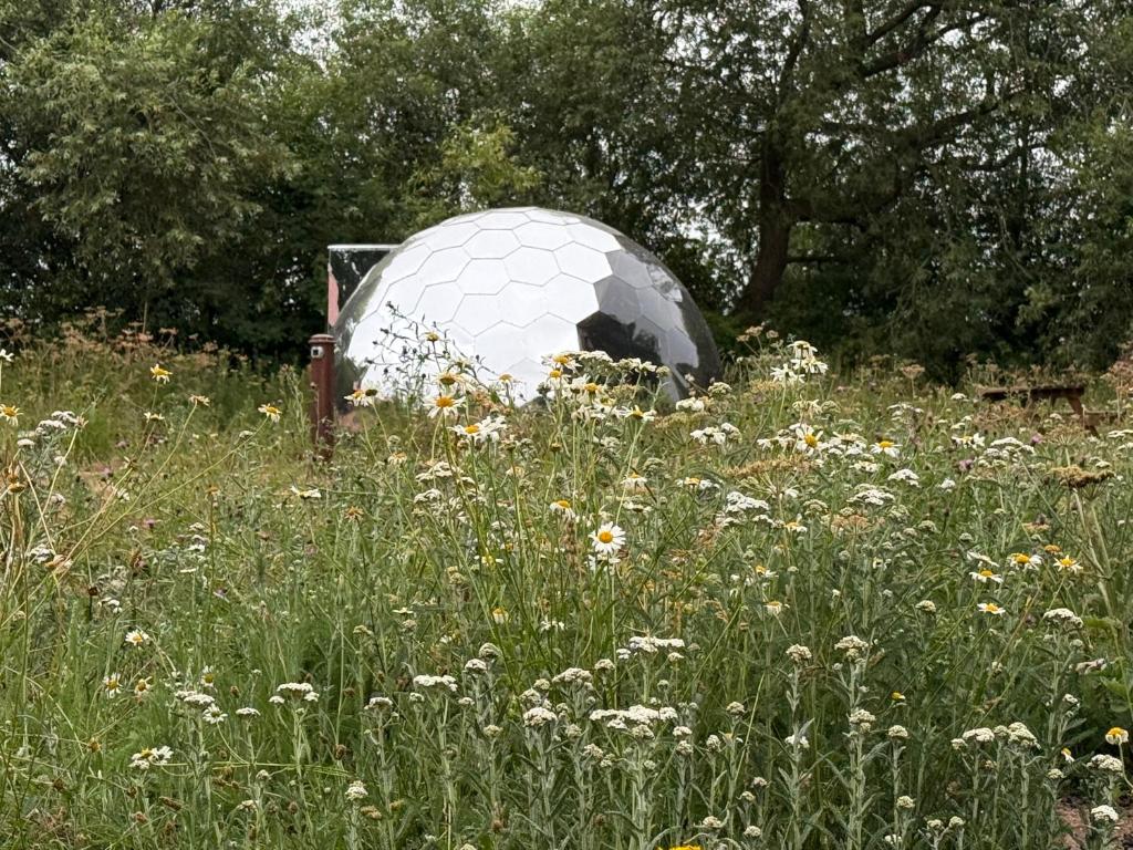 Acorn Glade Glamping York 7