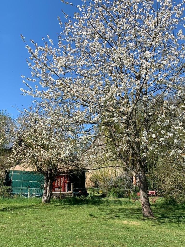 deux arbres à fleurs blanches devant une grange dans l'établissement la yourte du moulin, à Champrond
