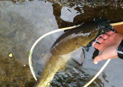 une personne tenant un poisson mort dans l'eau dans l'établissement La Panoramica a Molino del Pallone, à Molino del Pallone