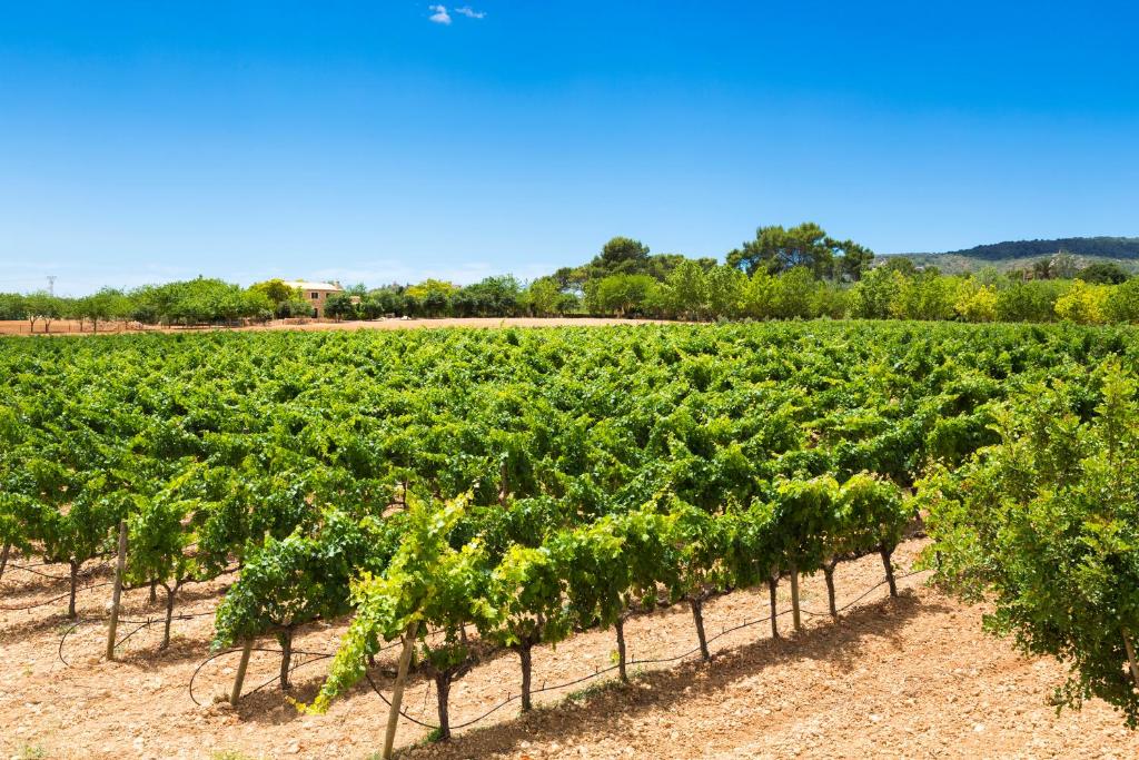 Agroturisme Sa Torre, Adults Only Relax Oasis 7