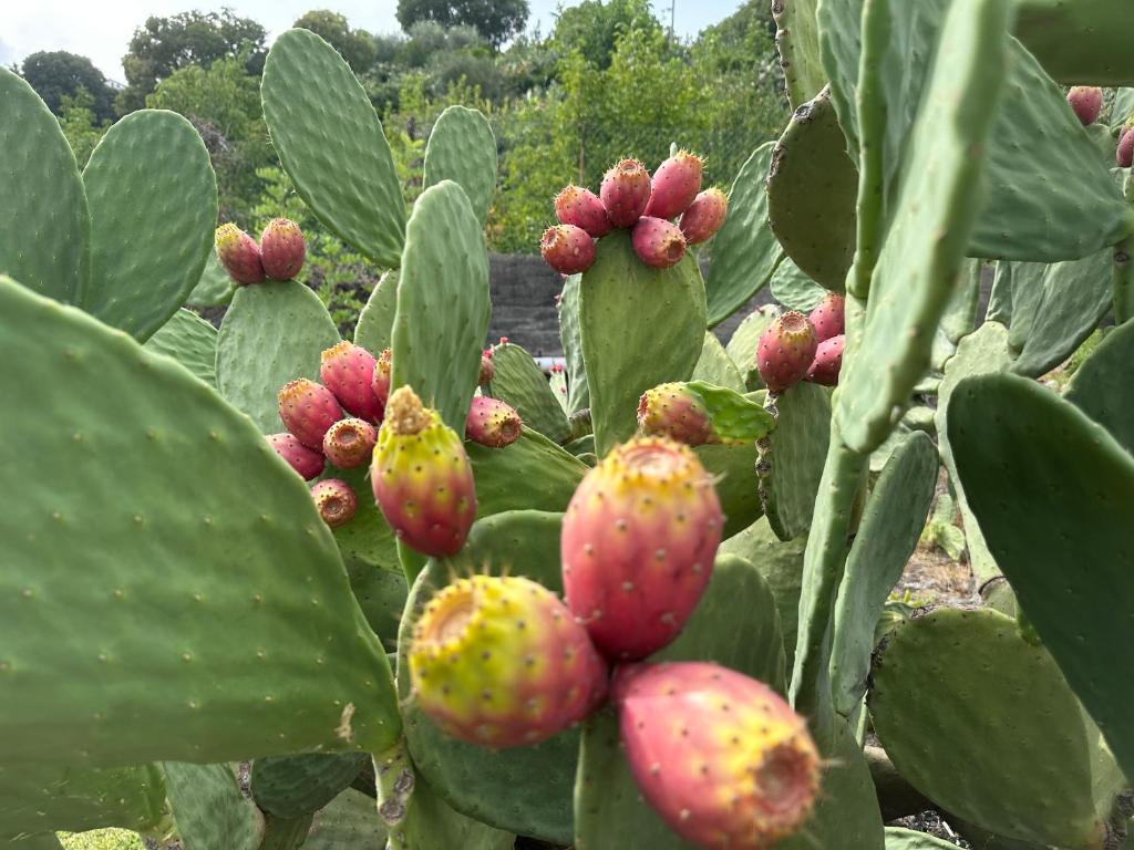 une plante avec des fleurs rouges et jaunes sur elle dans l'établissement Casa Verde Ulivo, à Montargano