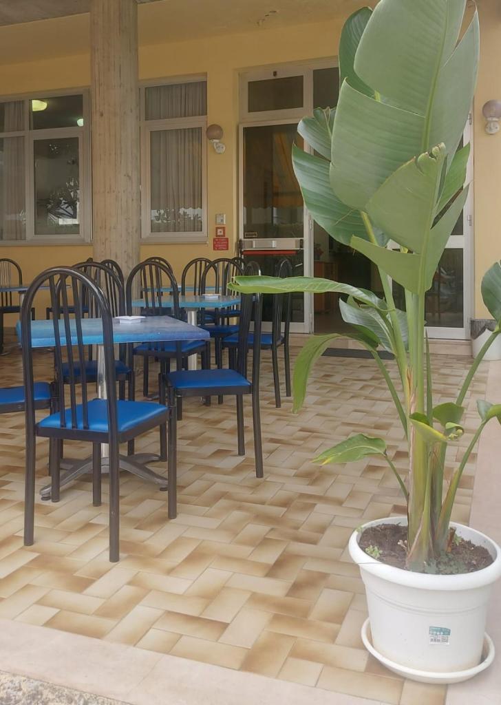 une plante dans un pot à côté des tables et des chaises dans l'établissement Hotel Holiday Garnì - Pet Friendly, à Giulianova