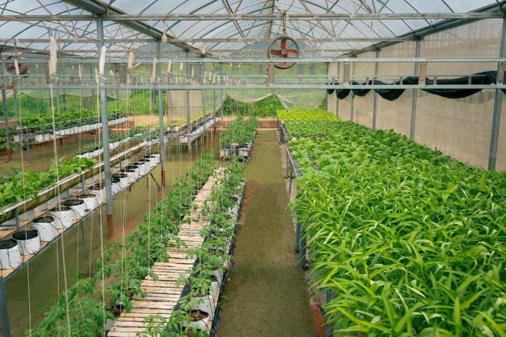 Phoenix Moc Chau Resort