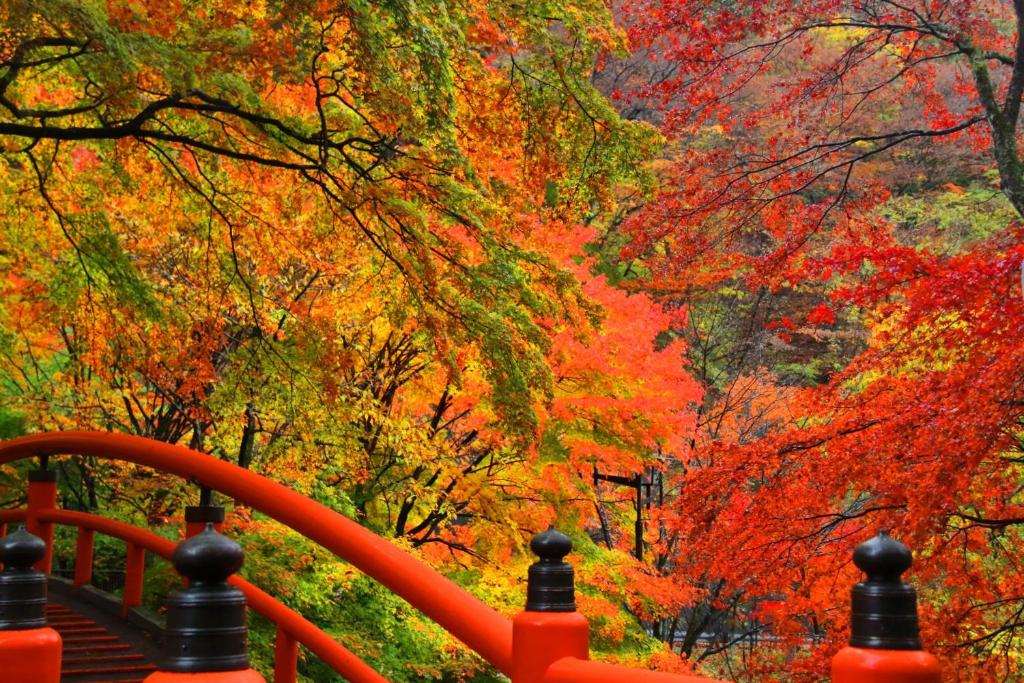 une vue d'automne d'arbres aux feuilles rouges et jaunes dans l'établissement Fukuichi, à Shibukawa